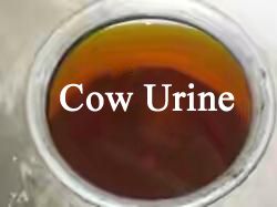 Cow Urine 01