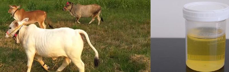 Cow Urine 03