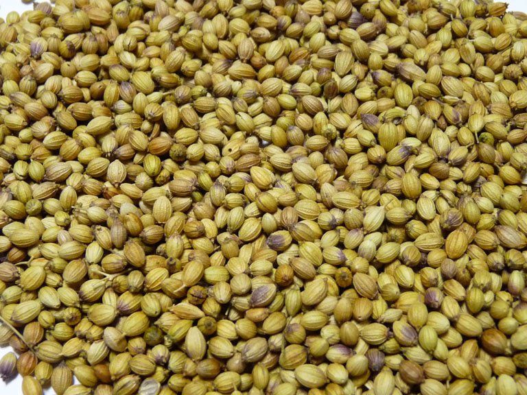 Coriander Seeds 02