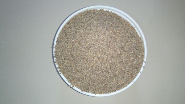 Cumin Seed 02