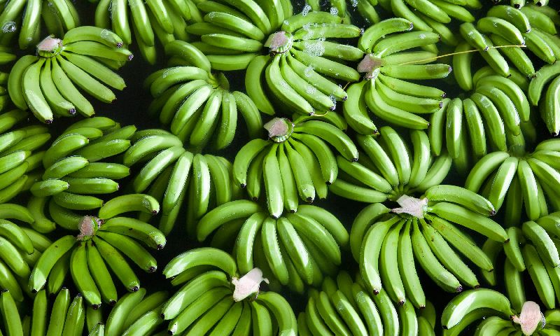 Fresh Green Banana 02