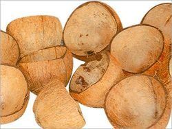 Coconut Shell 01
