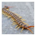 Centipede Control Services 01