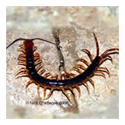 Centipede Control Services 02