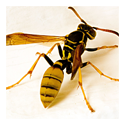 Wasp Control Services 01