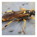 Wasp Control Services 03