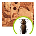 Wood Borer Control Services 03