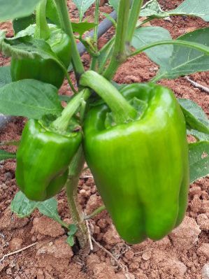 Fresh Capsicum 01