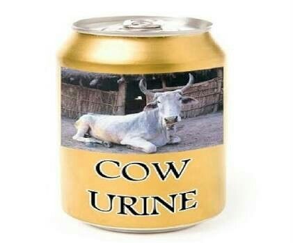 Cow Urine 02