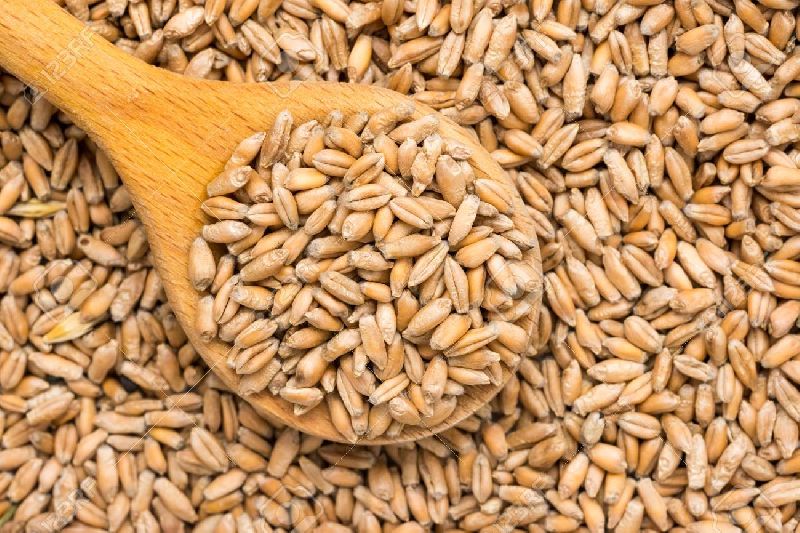 Lokwan Wheat Seeds