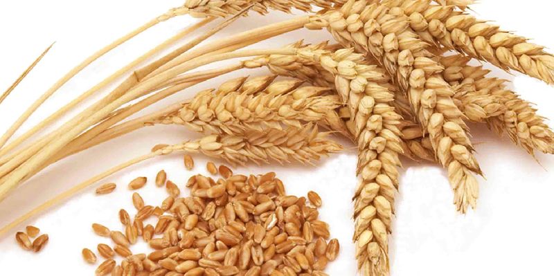 Mill Quality Wheat Seeds