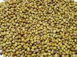 Coriander Seeds 01
