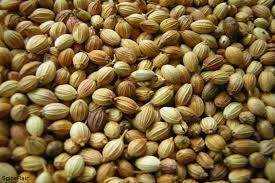 Coriander Seeds 03