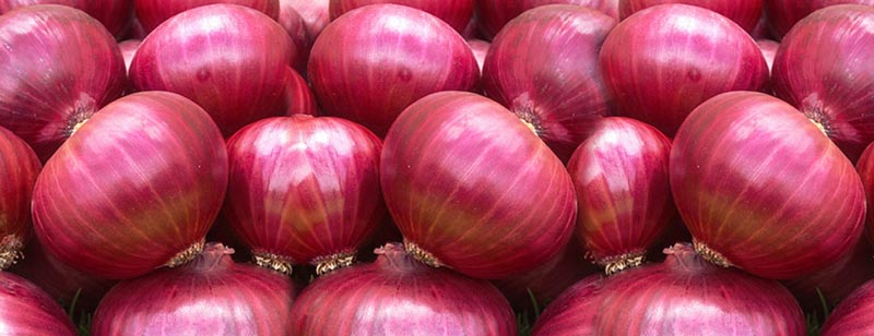 Fresh Red Onion 02