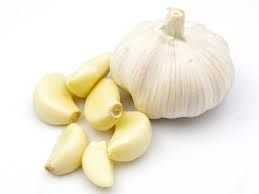 Fresh Garlic 01