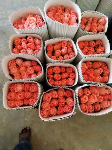 Fresh Rose Flowers 01