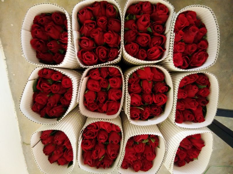 Fresh Rose Flowers 02