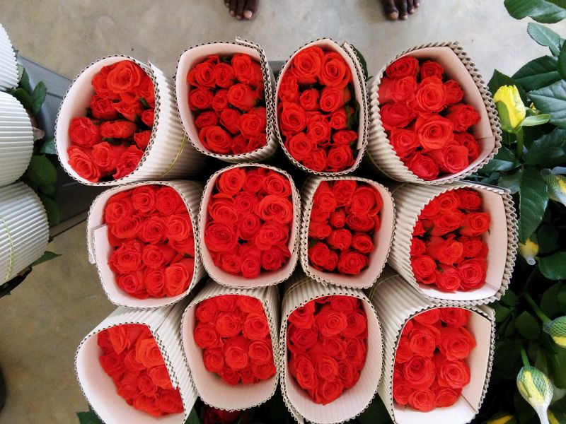 Fresh Rose Flowers 03