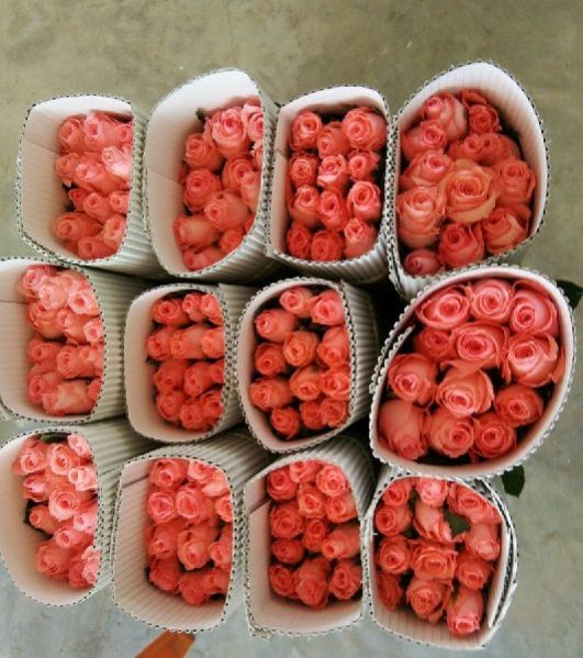 Fresh Rose Flowers 04