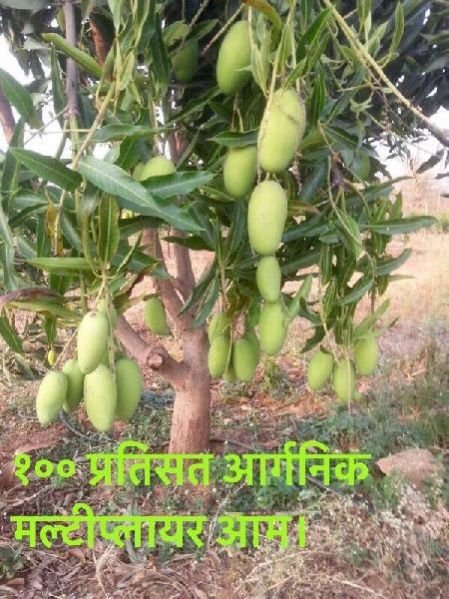 Soil Multiplier Organic Fertilizer 02