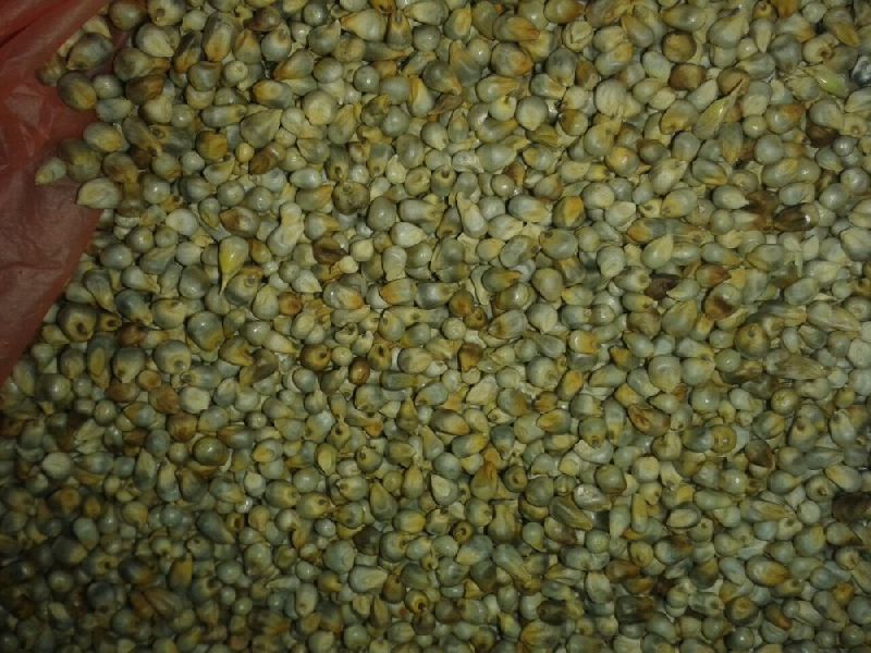 Green Millet Seeds 03