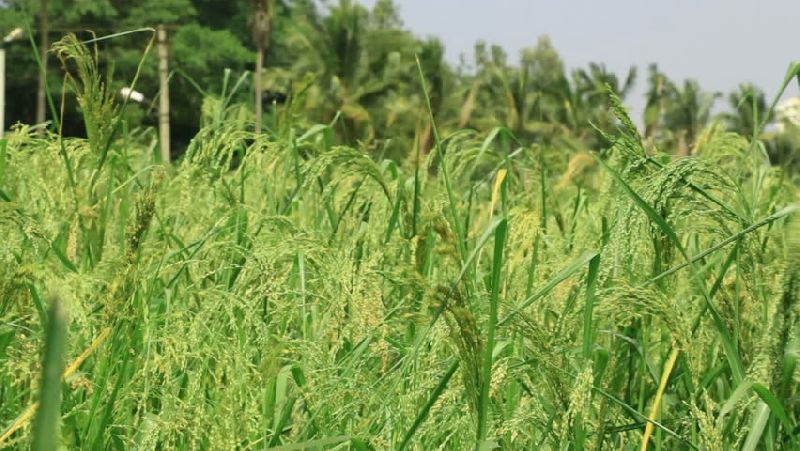 Green Millet Seeds 04