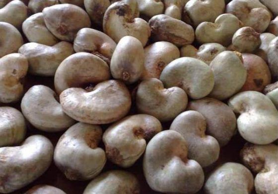 Raw Cashew Nut 01