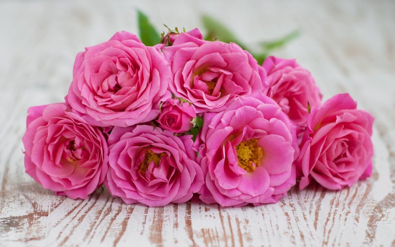 Fresh Pink Rose 01