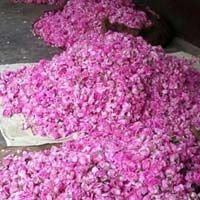 Fresh Pink Rose 02