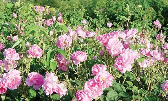 Fresh Pink Rose 03