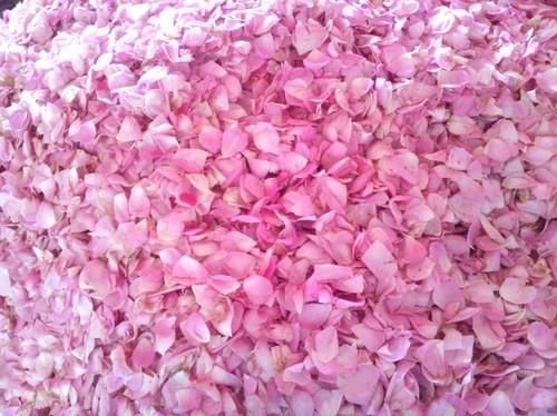 Fresh Pink Rose 04