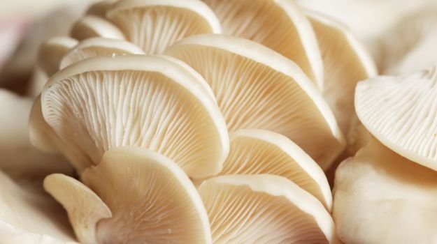 Oyster Mushroom 01