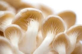 Oyster Mushroom 02