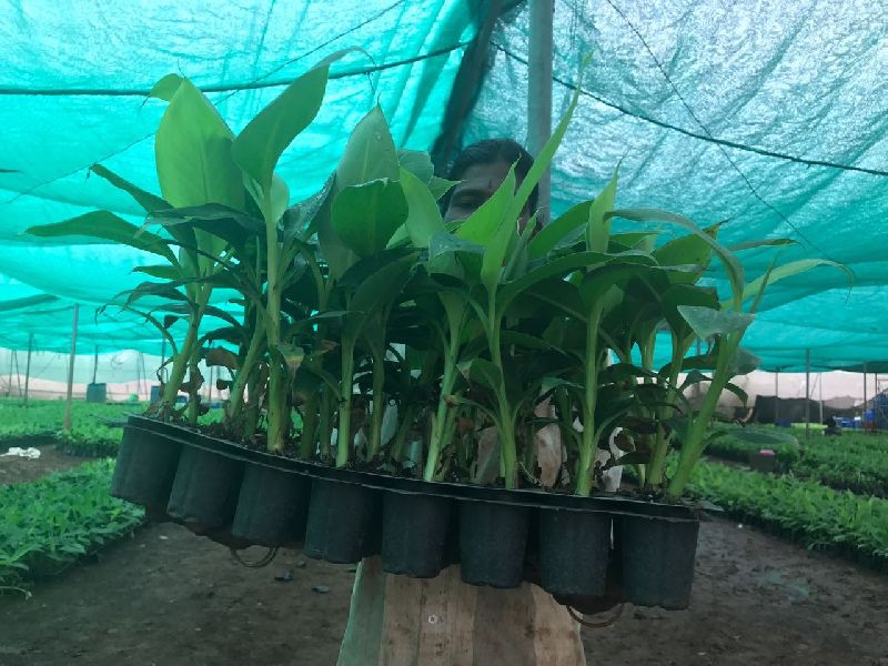 Banana Plants 09