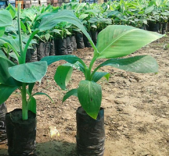 Banana Plants 11