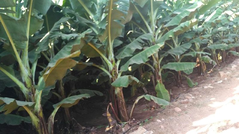 Banana Plants 14