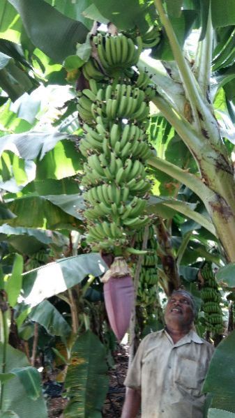 Banana Plants 16