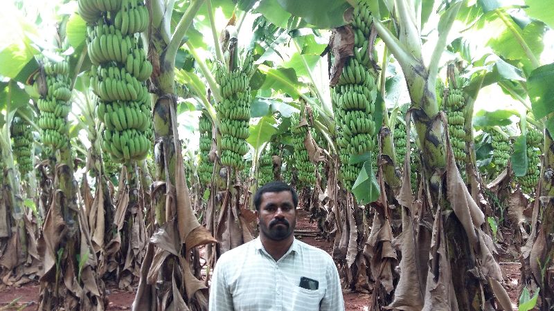 Banana Plants 18