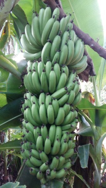 Banana Plants 19