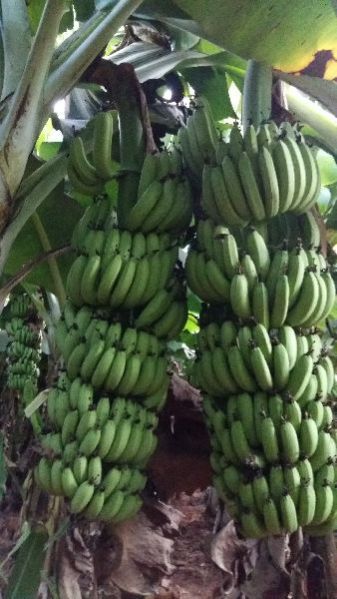 Banana Plants 20
