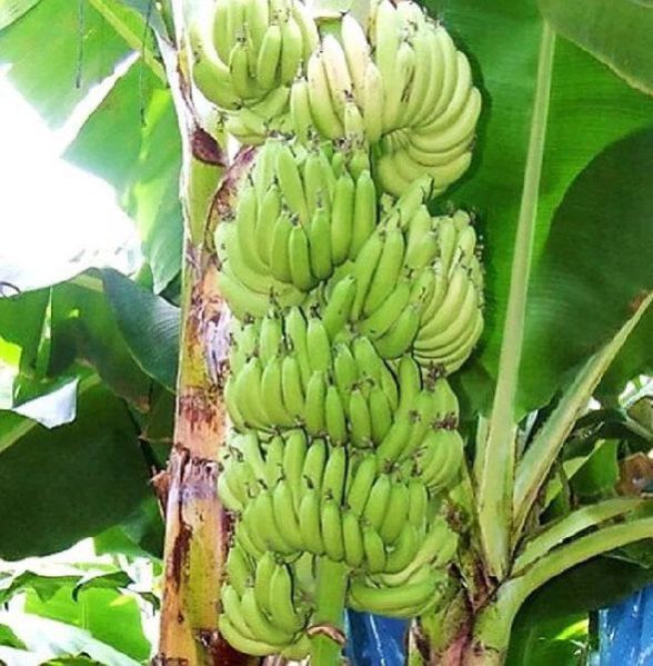Banana Plants 22