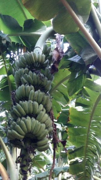 Banana Plants 23
