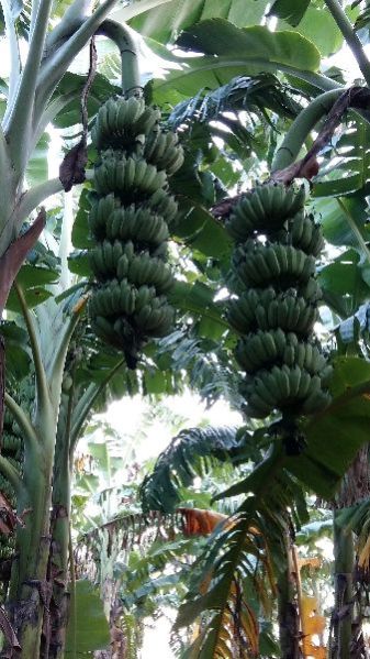Banana Plants 25