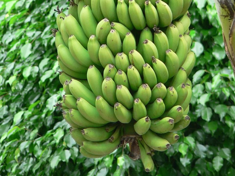 Fresh Green Banana 03