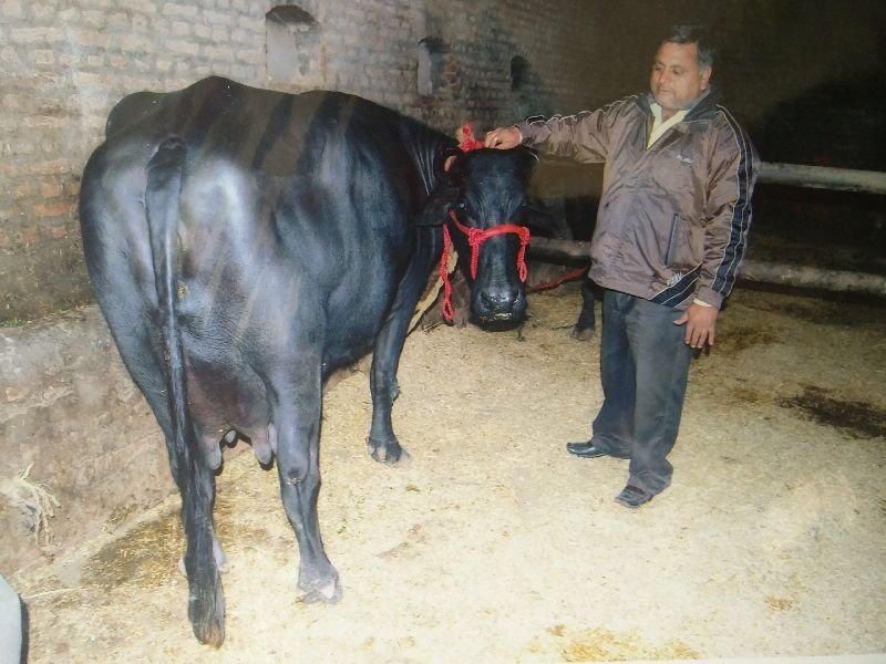 Live Ganga Murrah Buffalo 03