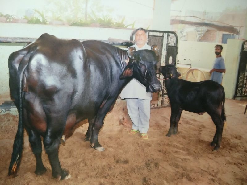 Live Ganga Murrah Buffalo 04