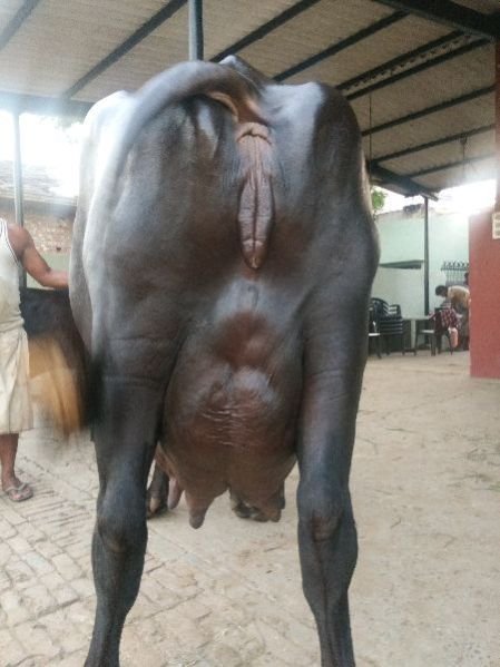 Live Pure Murrah Buffalo 02