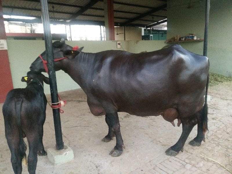 Live Pure Murrah Buffalo 03