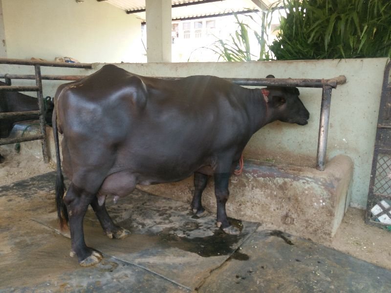 Live Pure Murrah Buffalo 04