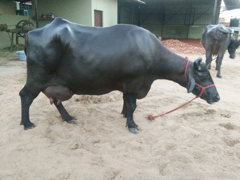 Live Pure Murrah Buffalo 05